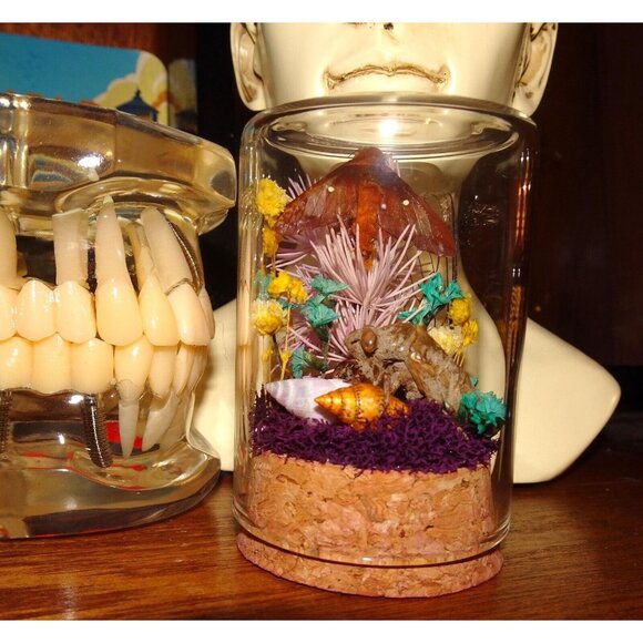 Orange Tipped Oakworm Moth Cicada Skin Dried Flowers Oddity Jar taxidermy witchy - Picture 10 of 12